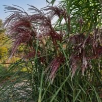 Miscanthus sinensis ‘Versammlung’