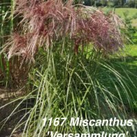 Miscanthus sinensis ‘Versammlung’