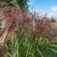 Miscanthus sinensis ‘Versammlung’