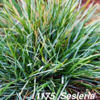 Sesleria caerulea