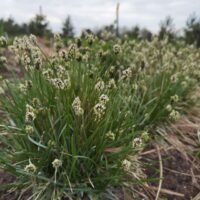 Sesleria caerulea