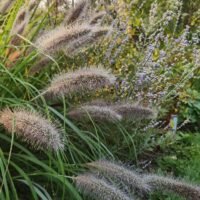 Pennisetum alopecuroides ‘Red Head’