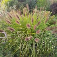 Pennisetum alopecuroides ‘Red Head’