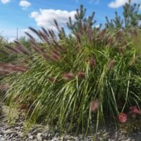 Pennisetum alopecuroides ‘Red Head’