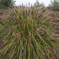 Pennisetum alopecuroides ‘Red Head’