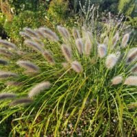 Pennisetum alopecuroides ‘Red Head’