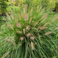 Pennisetum alopecuroides ‘Goldstrich’