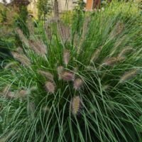Pennisetum alopecuroides ‘Goldstrich’