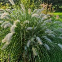 Pennisetum alopecuroides ‘Goldstrich’