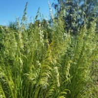 Deschampsia cespitosa Goldschleier