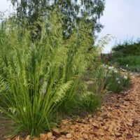Deschampsia cespitosa Goldschleier