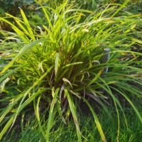 Carex ‘Irish Green’