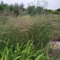 Calamagrostis varia