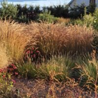 Calamagrostis varia