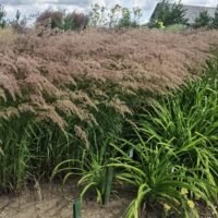 Calamagrostis varia