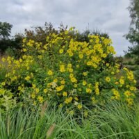 Helianthus ‘Lemon Queen’