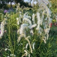 Sanguisorba ‘Figaro’