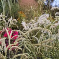 Sanguisorba ‘Figaro’