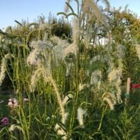 Sanguisorba ‘Figaro’