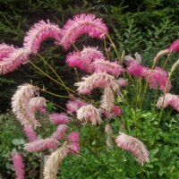 Sanguisorba obtusa ‘Chatto’
