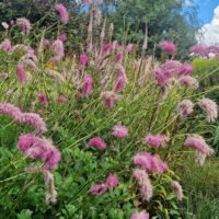 Sanguisorba obtusa ‘Chatto’