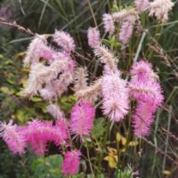 Sanguisorba obtusa ‘Chatto’