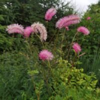 Sanguisorba obtusa ‘Chatto’