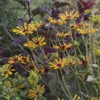 Rudbeckia ‘Henry Eilers’