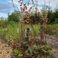 Tellima ‘Moorblut’