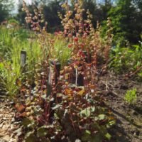 Tellima ‘Moorblut’