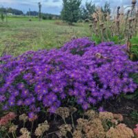 Aster amelus ‘Butzemann’