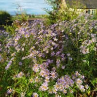 Aster laevis ‘Bluebird’