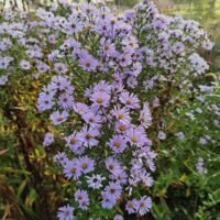 Aster laevis ‘Bluebird’