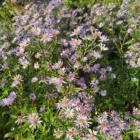 Aster laevis ‘Bluebird’