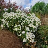 Aster novae-angliae ‘Herbstschnee’
