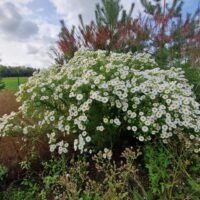 Aster novae-angliae ‘Herbstschnee’