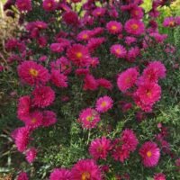 Aster novi belgii ‘Royal Ruby’