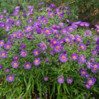 Aster ‘Schone von Dietlikon’