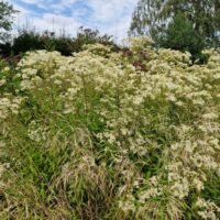 Aster ‘Weißer Schirm’