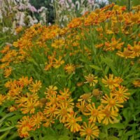 Helenium ‘Fancy Fan’