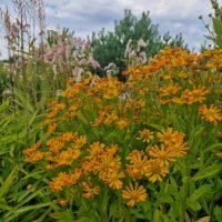 Helenium ‘Fancy Fan’