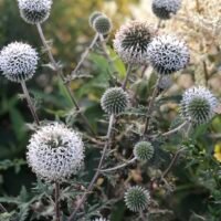 Echinops ‘Arctic Glow’