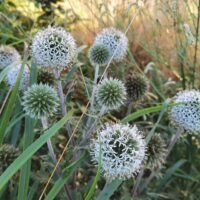 Echinops ‘Arctic Glow’