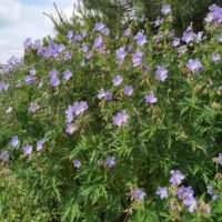 Geranium ‘Kashmir Blue’