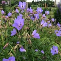 Geranium ‘Kashmir Blue’