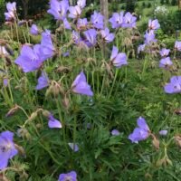 Geranium ‘Kashmir Blue’