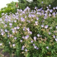 Geranium ‘Kashmir Blue’