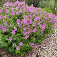 Geranium gracile ‘Sirak’