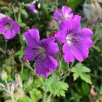 Geranium gracile ‘Sirak’