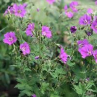 Geranium gracile ‘Sirak’